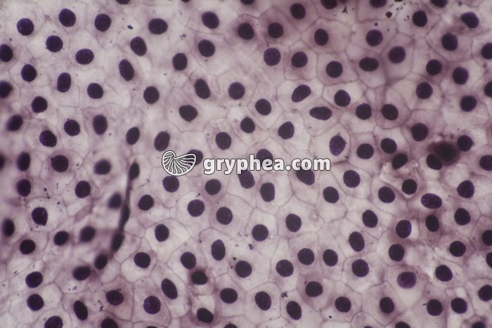 Mue de Triton à plat x100 - gryphea.com